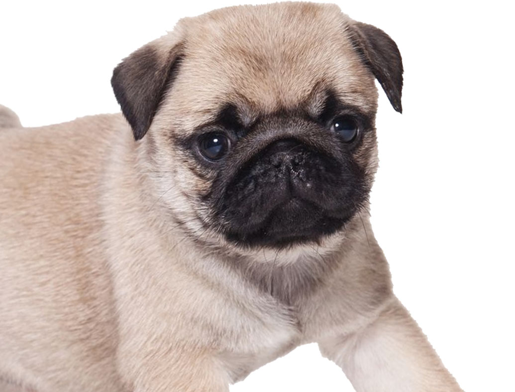 50+ Puppy Cute Wallpaper Home Screen Pug Licking Dogs